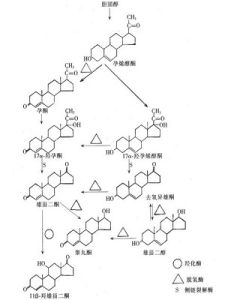 類固醇激素