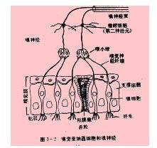 嗅覺感受器