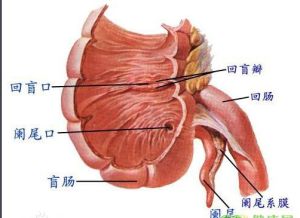 回盲瓣