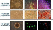 Cyagen幹細胞標準成為國際主要標準之一
