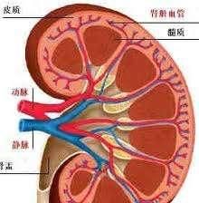 腎周圍炎