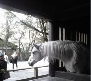 御料牧場飼養的馬