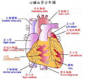 《急性心肌梗死的診斷和治療》