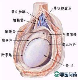 外陰性不孕