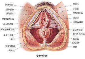 會陰側切術