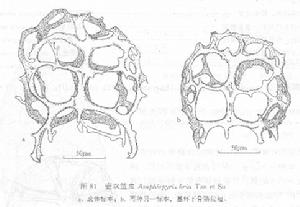 壺雙籃蟲