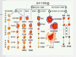 組織能力[生物學術語]