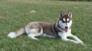 Siberian Husky