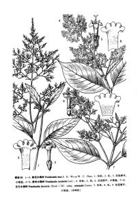 疏花水錦樹（植物分類學報）圖版50：1-3