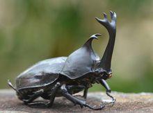叉犀金龜