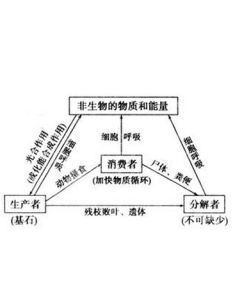 生態系統結構