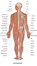 中樞神經系統