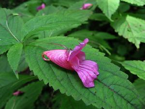 窄萼鳳仙花