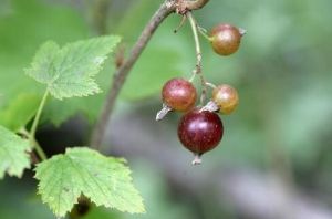 水葡萄茶藨子