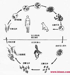 醫學原蟲