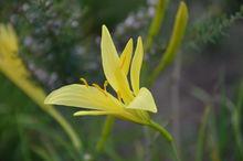 野黃花菜