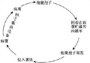 甘薯軟腐病