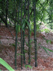 牛角竹