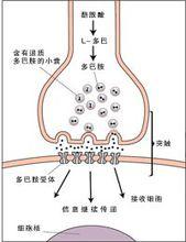 神經細胞間的信號傳導