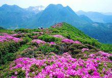 芹山 杜鵑紅