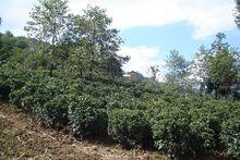 大山自然村[雲南臨滄鳳慶縣大寺鄉路山村委會大山自然村]