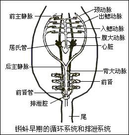 門脈循環