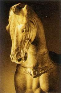 Bucephalus