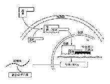 類固醇激素