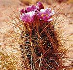 Sclerocactus parviflorus小型圓桶掌的一種