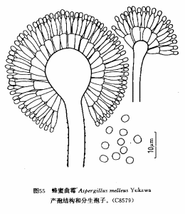 蜂蜜麴黴