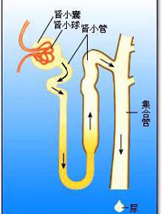 腎小管間質性腎炎