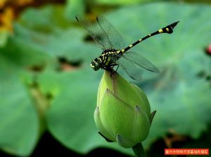 小團扇春蜓