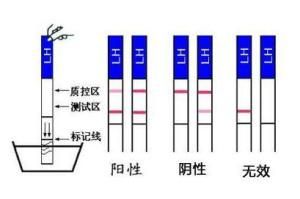 排卵試紙怎么看