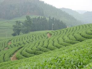 湖南瀟湘茶業有限公司生產基地