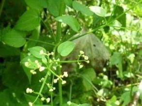 少花茜草（變種）