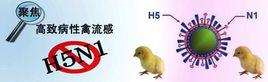 甲型H5N1