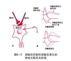 突觸前抑制