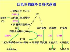 bh4合成代謝圖