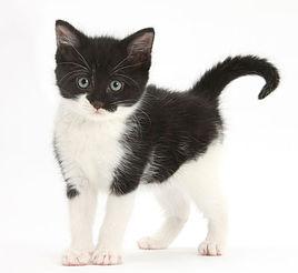 黑白貓