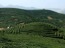 漳平水仙茶種植基地