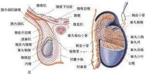 睪丸炎