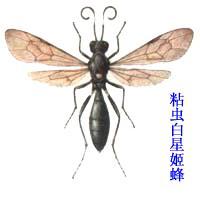 粘蟲白星姬蜂 Vulgichneumon leucaniae Uchida