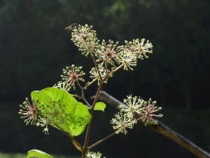 叉序獐牙菜2