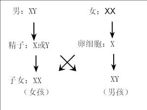 性別的原理