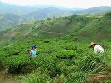 茶葉種植