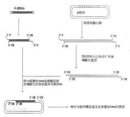 外源DNA