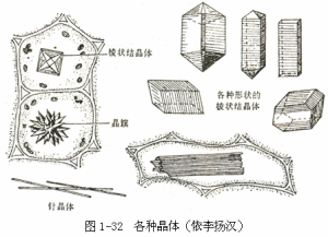 植物細胞