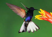 紫冕蜂鳥