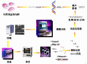 德州曙光MAIT孕育療法