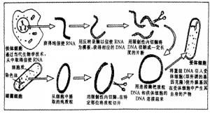 微針